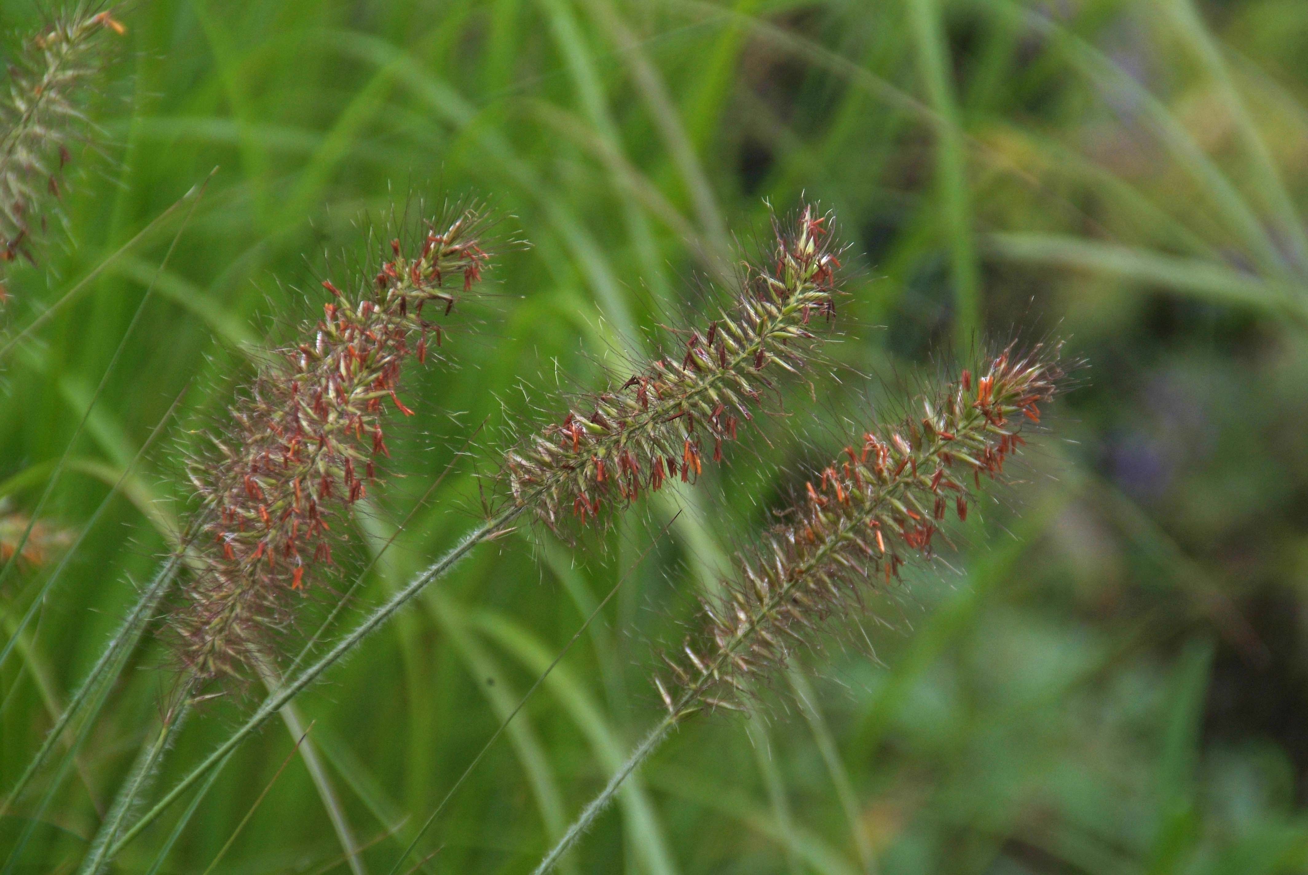 Pennisetum alopecuroides 'Hameln' Lampepoetsersgras bestellen